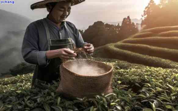 普洱茶与茶农-普洱茶与茶农砍价直播