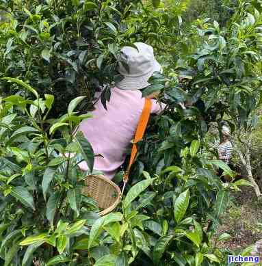 普洱茶与茶农-普洱茶与茶农砍价直播