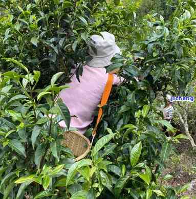 木止普洱茶，品味生活，享受健：探索木止普洱茶的世界