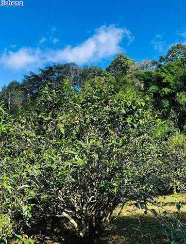 普洱茶山野韵，探寻云南普洱茶的山野韵味