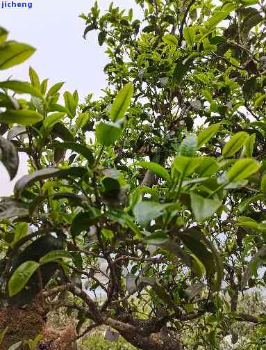 普洱茶山野茶-普洱茶山野茶怎么泡