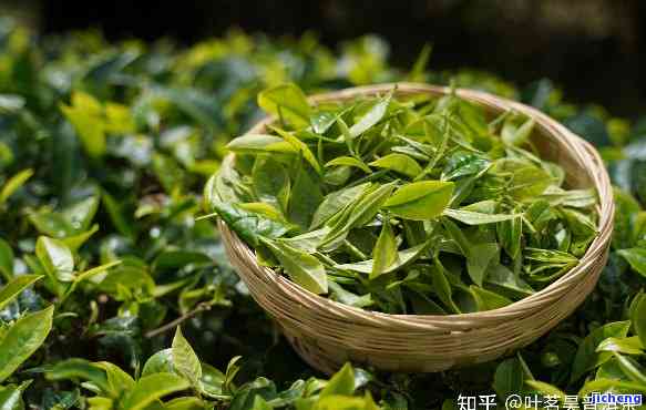 普洱茶s标准-普洱茶 标准