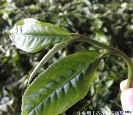 普洱熟茶为何缺少完整叶片？失去原有风味起因解析