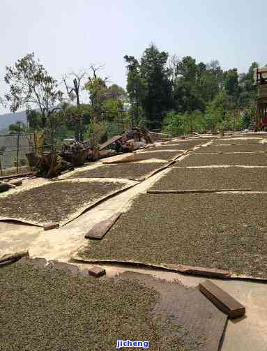 纸厂村普洱茶-普洱造纸厂