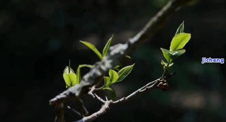 光绪普洱茶价格，探究光绪普洱茶的价格走势与收藏价值