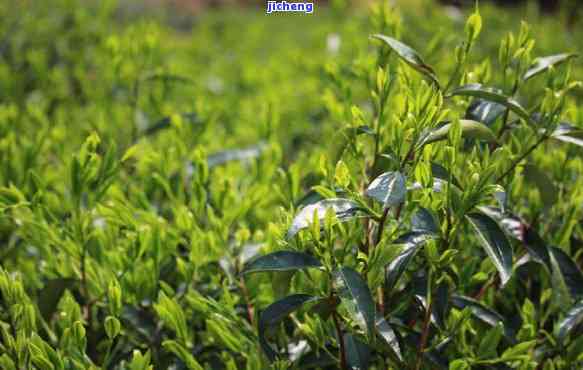 江西普洱茶种植基地，揭秘江西普洱茶种植基地：生态农业的魅力与挑战