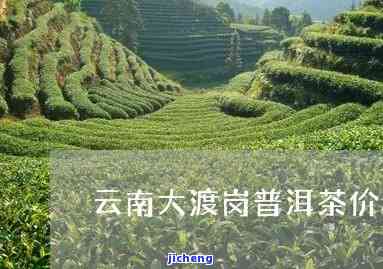 大度刚普洱茶-云南大渡岗普洱茶价格