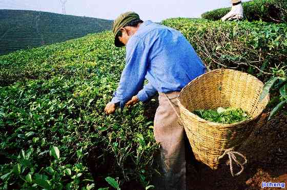 洱普洱茶厂，品味云南：探索洱普洱茶厂的制茶工艺与历文化