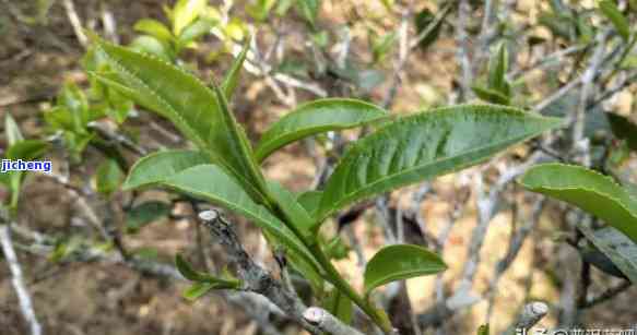 普洱知春茶又叫什么茶，探究普洱知春茶的别名，你可能不知道它还有这些称！