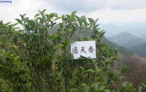 普洱茶通天香-通天香茶叶价格