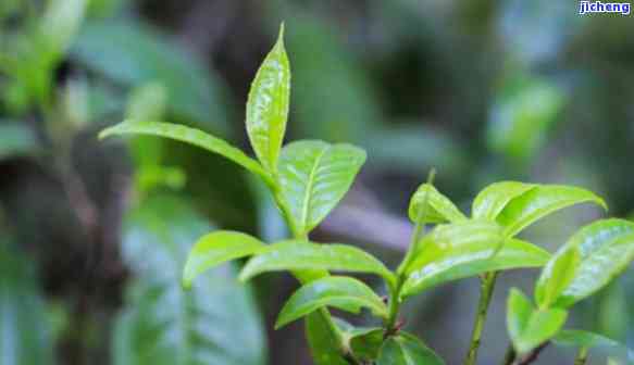 普洱茶茶菁哪个级别好，普洱茶茶菁等级详解：哪个级别的茶菁更好？