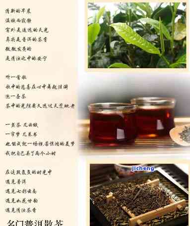 菁门口普洱茶-云南箐门口茶叶 普洱茶