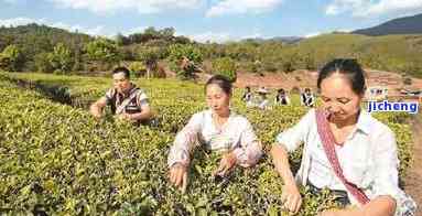 爱崂山普洱茶-爱崂山旅游服务号微信公众号