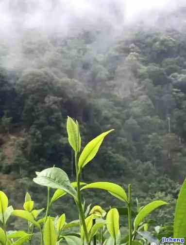 雨后普洱茶山：探索雨前与雨中的特别风味