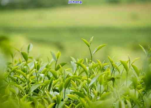 卖普洱茶赚钱吗，普洱茶销售利润大揭秘：你是不是可以从中赚取丰厚的回报？