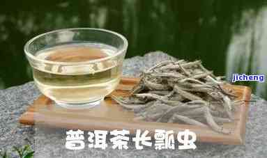 普洱茶长瓢虫吗，探讨普洱茶与长瓢虫的关系：它们之间是不是存在联系？