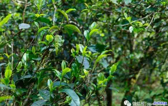 普洱十八山头茶：探秘神秘的十八寨与187542普洱茶背后的故事