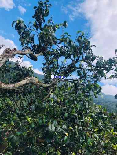 普洱十八山头茶：探秘神秘的十八寨与187542普洱茶背后的故事