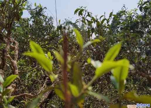 普洱茶凤凰窝产地是哪里，探寻普洱茶的源头：揭秘凤凰窝产地