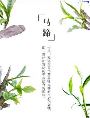 普洱茶常识之三十一：马蹄，揭示普洱茶中的秘密