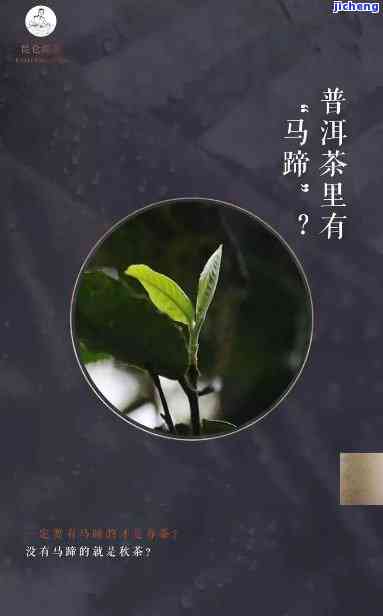 普洱茶常识之三十一：马蹄，揭示普洱茶中的秘密