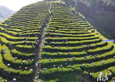 天茶园普洱茶：1988年珍藏版及全系列价格一览