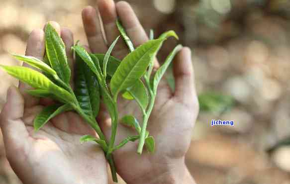 深入熟悉：茶农的普洱茶究竟是什么？