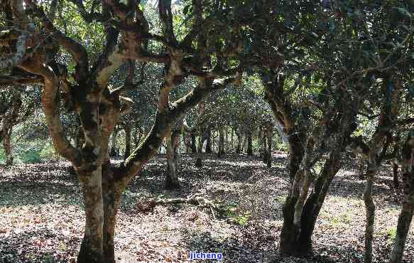 普洱古茶树王：身份揭秘与品种解析