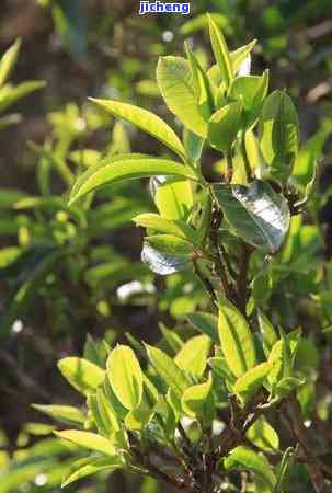 大山头普洱茶价格表：最新行情与图片一览