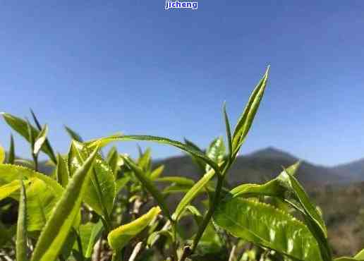 普洱茶基地茶农古树茶直销，直达源头：普洱茶基地古树茶，茶农直销！