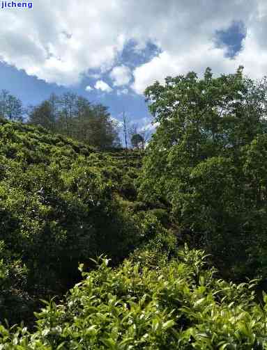 大山乡普洱茶产地，探秘中国普洱茶之乡：大山乡的茶园风光与制茶工艺