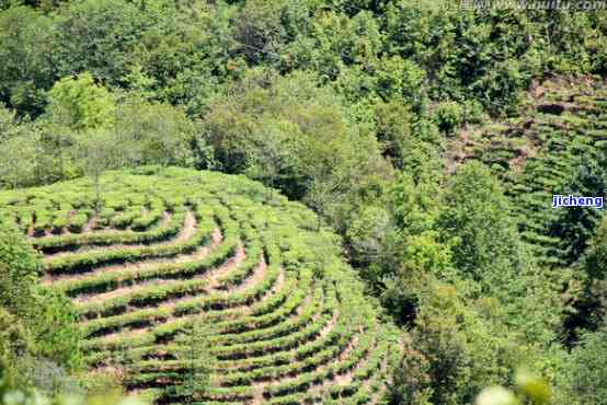 普洱茶山视频：5分深度解读普洱茶山