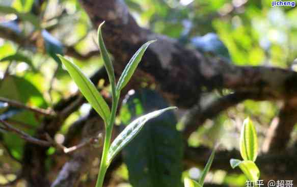 普洱茶明前是什么意思，探秘普洱茶的神秘面纱：明前普洱茶是什么？