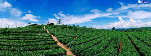 普洱茶的地址-普洱茶基地在哪里