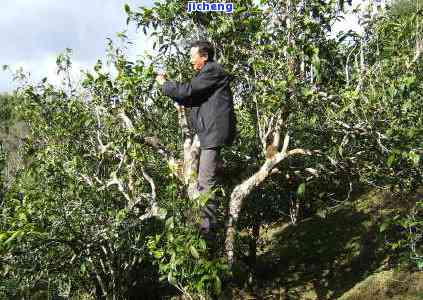 马来族普洱茶产地，探寻马来西亚的普洱茶产地：特别的风味与历文化