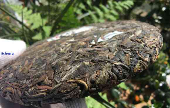 静一号普洱茶，探索普洱茶的魅力：深入熟悉静一号普洱茶