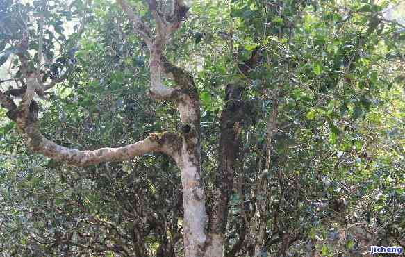 大树普洱茶多少钱一斤，探寻普洱茶的价格：大树普洱茶每斤售价是多少？