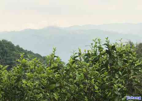 普洱茶精华茶：揭示其真实身份与类别