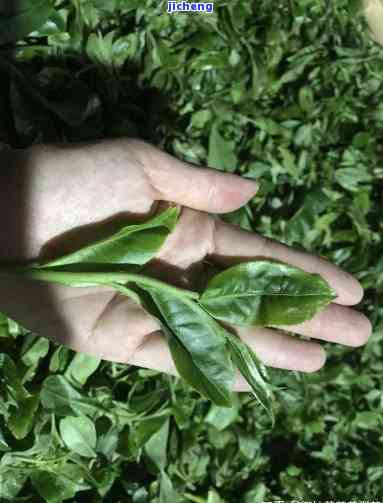 普洱茶怎样制作过程，揭秘普洱茶的制作过程：从茶叶采摘到成品的全过程解析