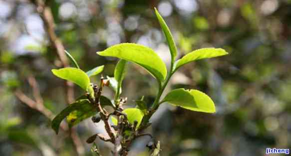 普洱漂亮吗，探讨普洱的美：一种古老而美丽的茶文化