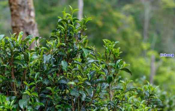 香喷喷的普洱茶，品味云南风情：探寻香喷喷的普洱茶之旅