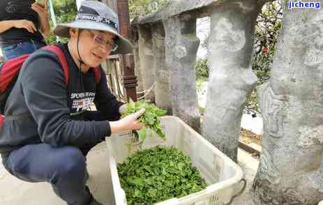 阳茶叶市场：位置与产品一览