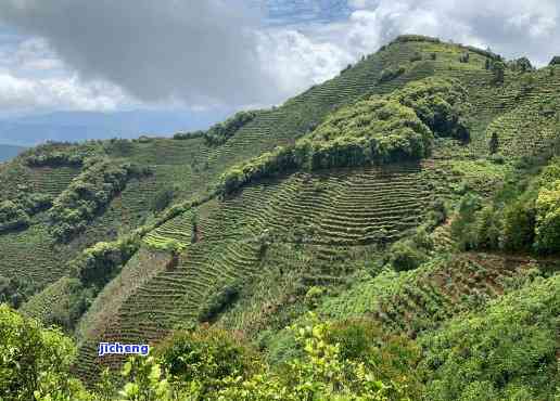 普洱茶山头，探秘中国茶叶文化：深入熟悉普洱茶山头的魅力