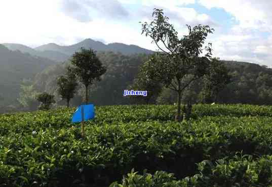 普洱茶谷农场-普洱茶谷农场电话