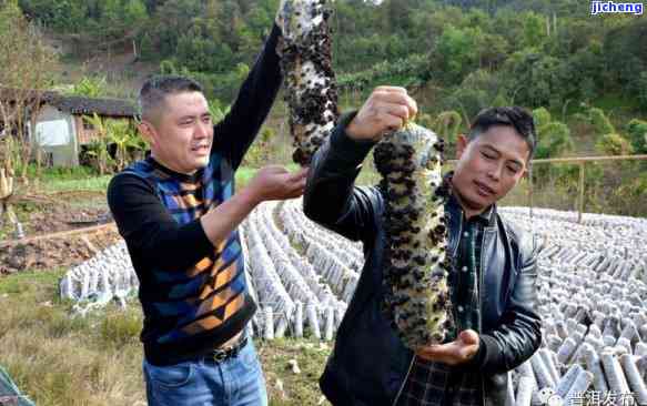 黑木耳普洱茶怎么做，「黑木耳普洱茶」的做法步骤