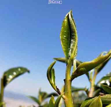 滴水箐普洱茶，探寻云南美味：滴水箐普洱茶的特别魅力