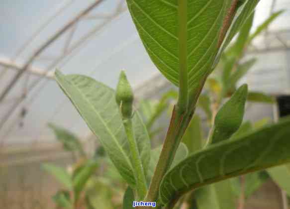 根十普洱茶-根普洱茶的功效与作用