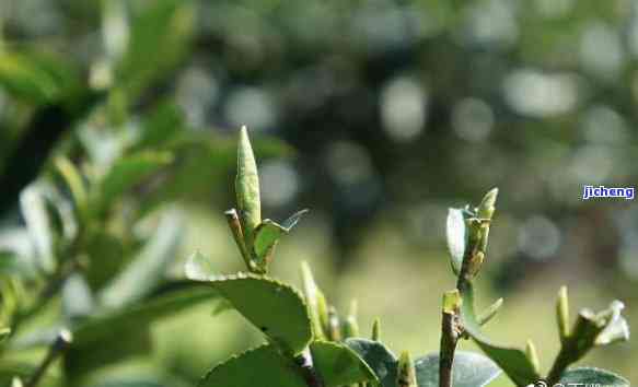 林茶是绿茶吗，探寻林茶之谜：它是不是属于绿茶？