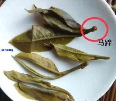 普洱茶常识之三十一马蹄，探索普洱茶的奥秘：了解「三十一马蹄」背后的故事