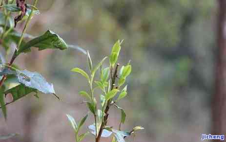 元朝普洱茶的茶叶集散地在哪里，揭秘元朝时期普洱茶的茶叶集散地